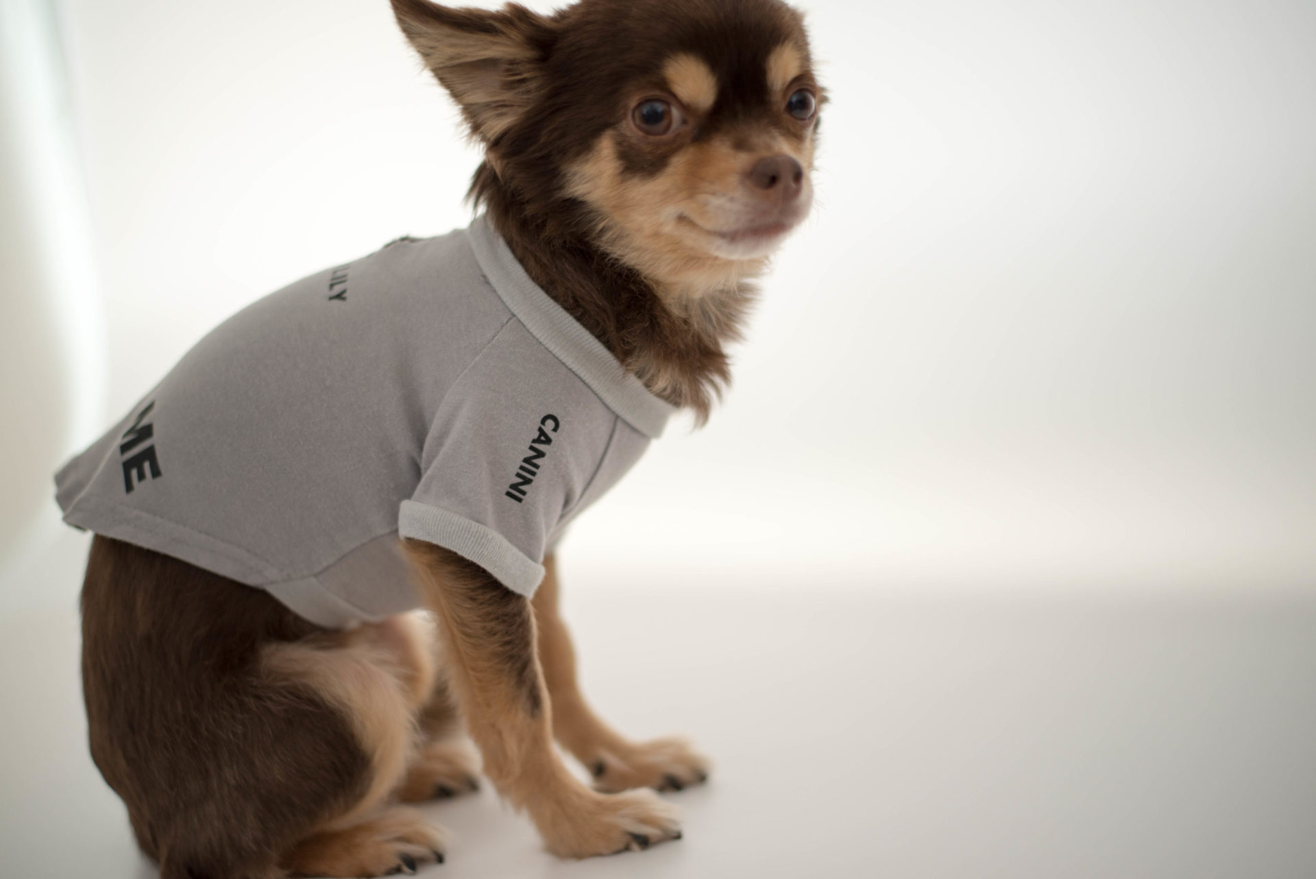簡単にできる！犬のオリジナルTシャツの作り方。好きなデザインをプリントしよう！おしゃれな洋服を愛犬にプレゼント