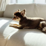 手足が長いチワワと短いチワワの違いにはワケがありました・ドワーフ・ハイオン・スクエアタイプ３つの体型