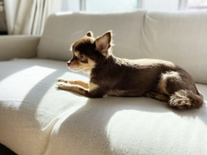 手足が長いチワワと短いチワワの違いにはワケがありました・ドワーフ・ハイオン・スクエアタイプ３つの体型