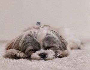 🐾トイ・ドッグ（愛玩犬）とは？初心者向けに日本一わかりやすく解説！チワワも詳しく紹介