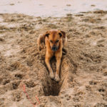 🐾犬の足裏行動に隠された本能──地面を蹴る理由と肉球の秘密