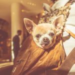 これからチワワを飼いたい人必見！小さな勇者「チワワ」の魅力と飼い方まるわかりガイド