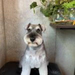 【Canini Voice Vol.3】ミニチュアシュナウザー・もずくくん（4歳）が教えてくれた、犬の個性と魅力の深み