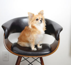 チワワの性格は多様で、誤解されがちだが本当は飼いやすい【初心者必読ガイド】