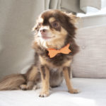 画用紙で簡単！おしゃれな蝶ネクタイの作り方【テンプレート付き】