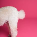  犬がお尻をくっつけるのはなんでだろう？その理由は？・信頼の証と安心感／習性も関係