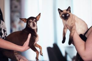 【図解あり】ミアキスとは何者？犬と猫の祖先だった！？進化の道のりと「ネコ目」の謎を徹底解説！