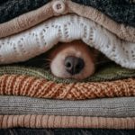 犬の嗅覚はどれくらいスゴい？｜人間の○○倍！科学データで徹底解説　