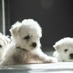 【完全ガイド】ビション・フリーゼってどんな犬？性格・特徴・飼いやすさ・トリミング料金まとめ