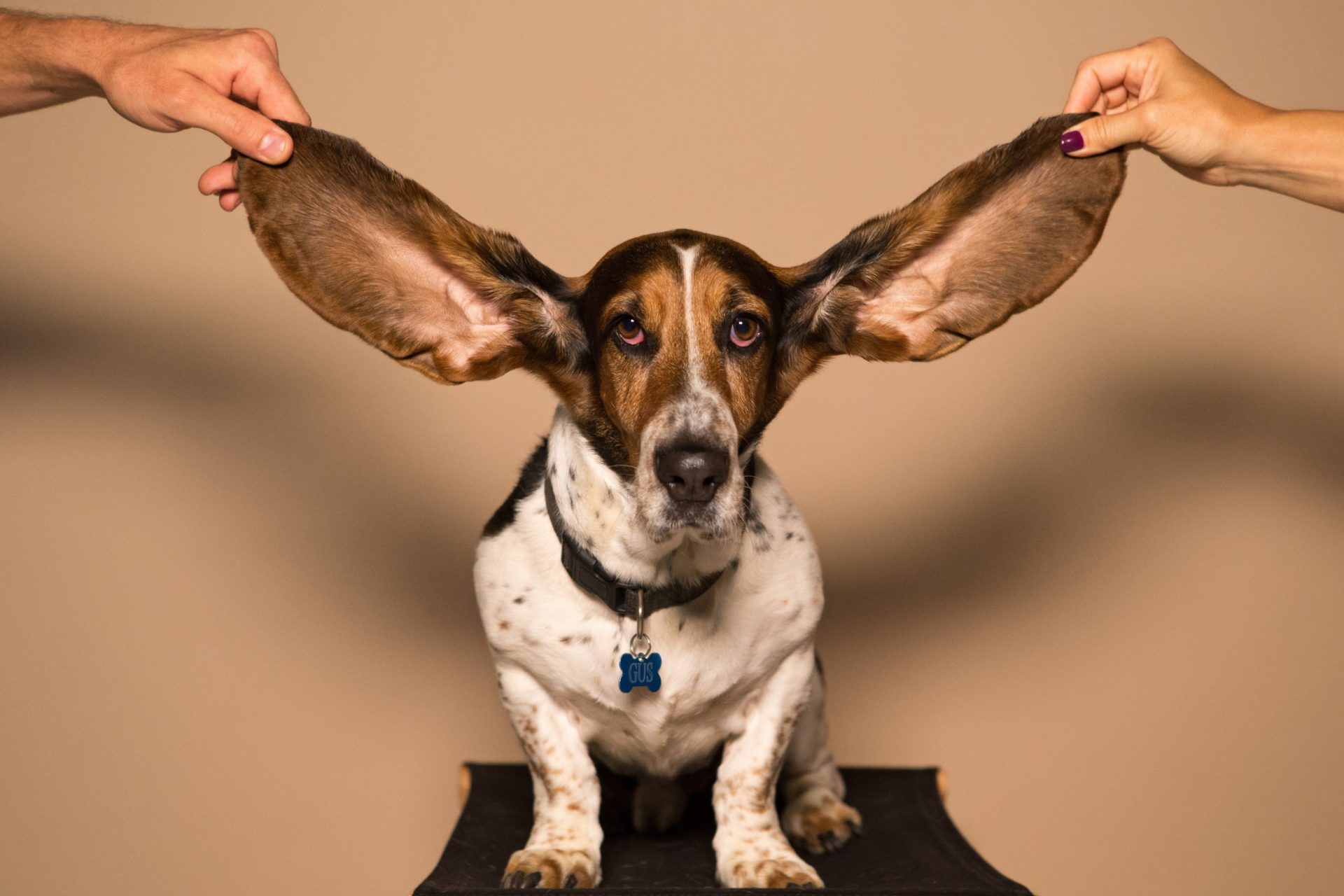 犬の聴覚は人の４倍！？音の種類や強弱、聞き取れる周波数や距離もすごい！！