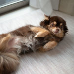 【犬がお腹を見せる理由】仕草の裏にある深い心理と正しい接し方｜獣医学・動物行動学に基づく完全ガイド