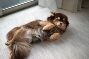 【犬がお腹を見せる理由】仕草の裏にある深い心理と正しい接し方｜獣医学・動物行動学に基づく完全ガイド