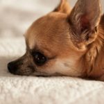 小さなパートナーに最適：チワワのためのマンション飼育ガイド