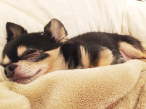 チワワの性格は変わる？攻撃的・吠える理由と改善方法を専門家が徹底解説【飼育歴20年の実体験】