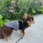 メスのチワワはどんな性格？溌剌さの見分け方を専門家が徹底解説【初心者向け】