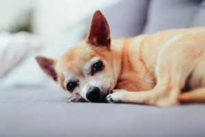 【結論1秒】チワワは英語で「Chihuahua」|読み方・スペルをやさしく解説