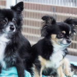 チワワの性格診断｜タイプ別にわかる特徴＆見分け方チェックリスト付き