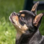 【初心者向け】ブラックタンのスムースコートチワワ完全ガイド