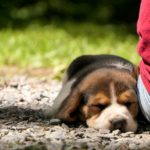 犬が飼い主に寄りかかる理由とは？その心理と行動の解説