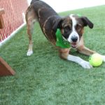 犬が頭を下げてお尻を上げる理由とは？遊びのサインや他の行動との違い