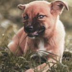 犬がご飯中に唸る理由とは？その原因と解決策を世界一詳しく解説