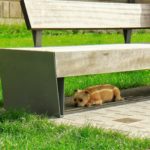 【完成版】初心者向け・実践型の決定版！愛犬が『おいで』を無視して逃げる理由と解決法